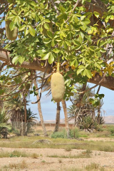 400px-a_fruit_of_a_tree_in_central_boa_vista_2010_12
